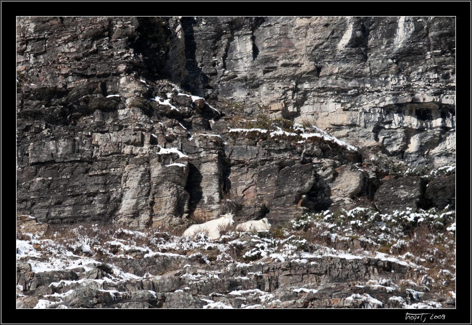 Horsk kozy / Mountain goats - Banff, AB, photo 26 of 217, 2009, 026-_DSC5617.jpg (429,219 kB)