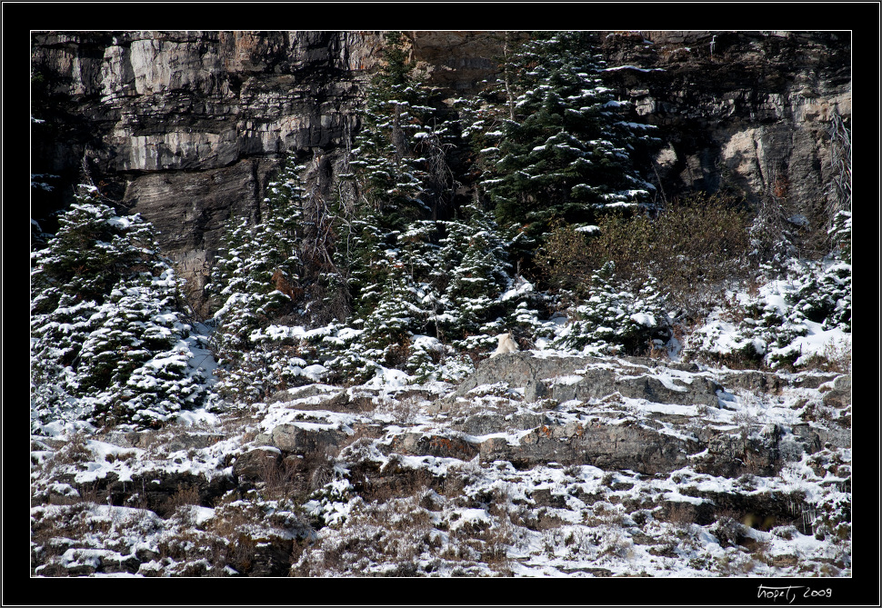 Horsk kozy / Mountain goats - Banff, AB, photo 27 of 217, 2009, 027-_DSC5620.jpg (507,949 kB)