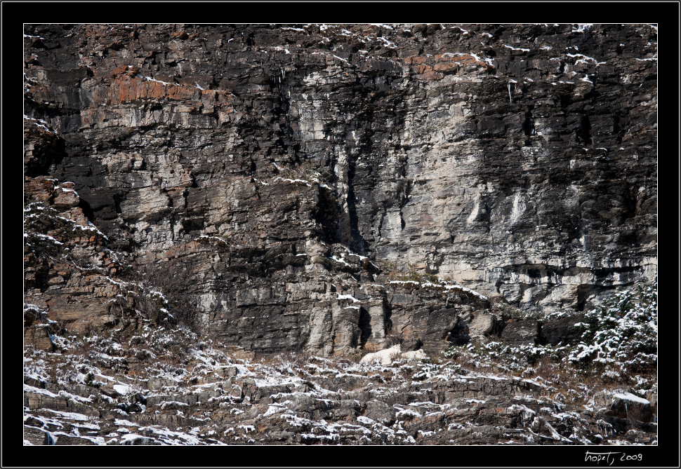 Horsk kozy / Mountain goats - Banff, AB, photo 28 of 217, 2009, 028-_DSC5629.jpg (474,204 kB)