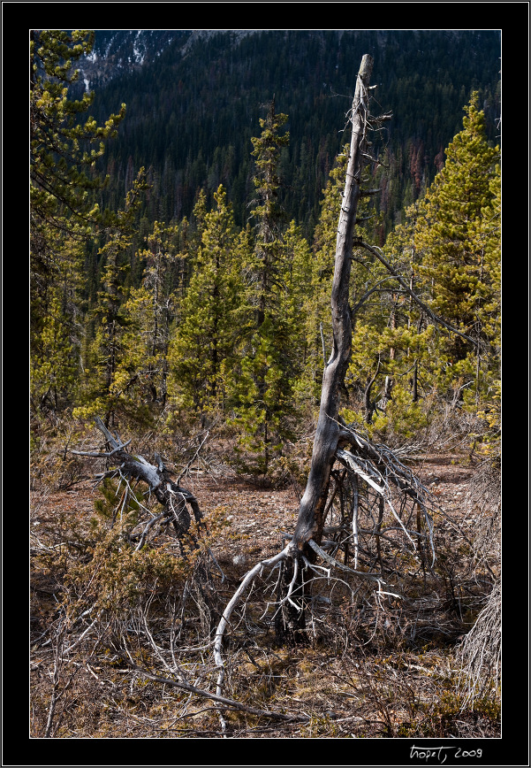 Banff, AB, photo 91 of 217, 2009, 091-_DSC5812.jpg (414,174 kB)