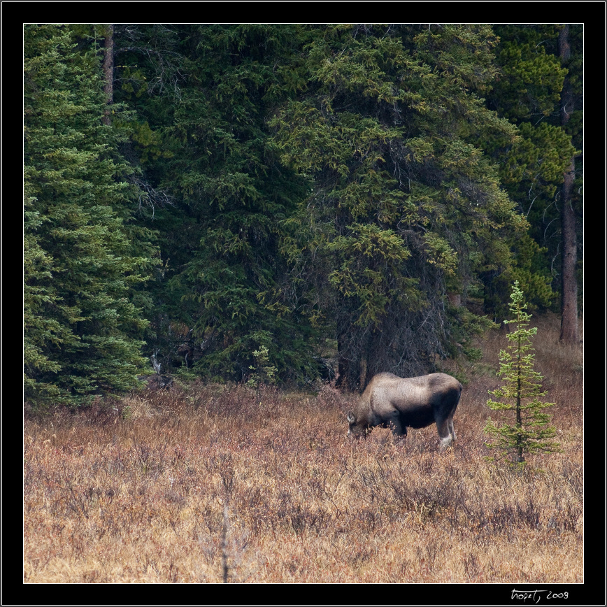 Moose - Banff, AB, photo 205 of 217, 2009, 205-_DSC6189.jpg (493,243 kB)