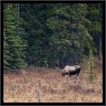 Moose - Banff, AB, thumbnail 205 of 217, 2009, 205-_DSC6189.jpg (493,243 kB)