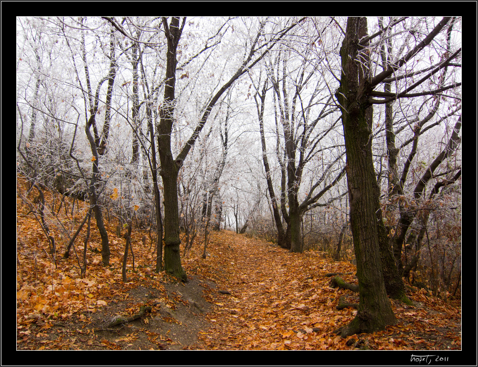 Z podzimu do zimy... / From Fall to Winter..., photo 1 of 12, 2011, IMG_0855.jpg (624,380 kB)