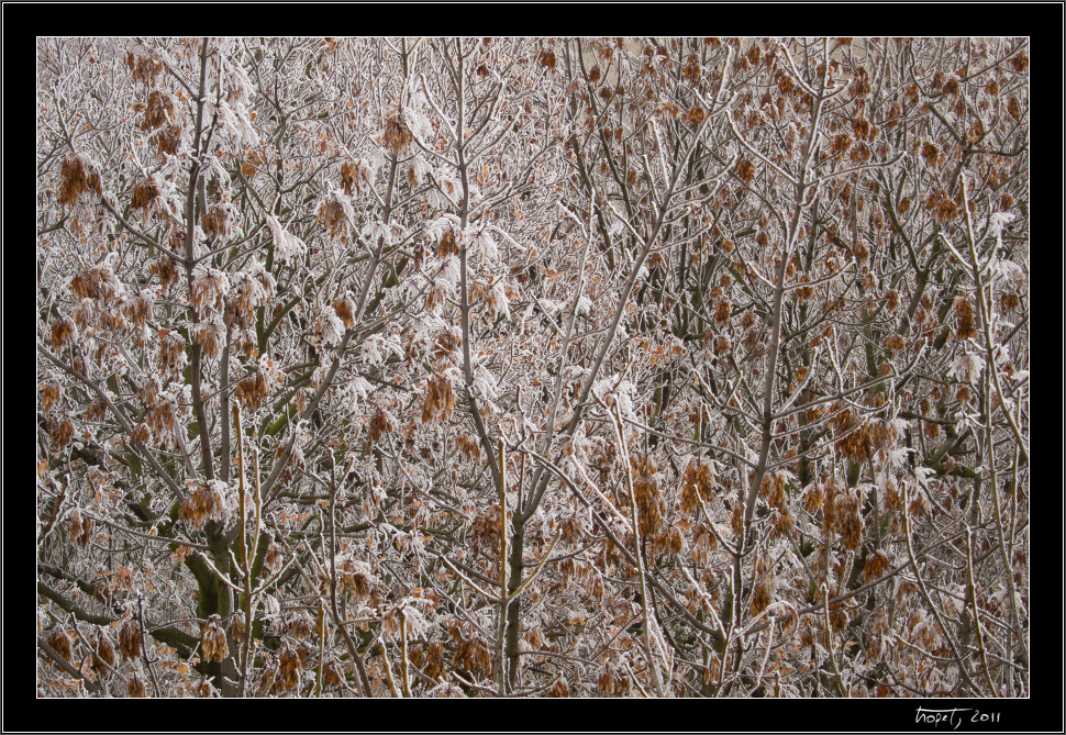 Z podzimu do zimy... / From Fall to Winter..., photo 4 of 12, 2011, IMG_0862.jpg (514,212 kB)
