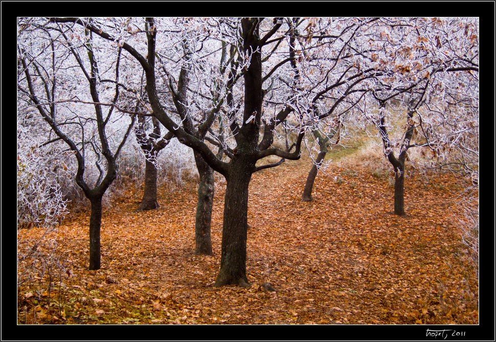 Z podzimu do zimy... / From Fall to Winter..., photo 5 of 12, 2011, IMG_0864.jpg (570,203 kB)