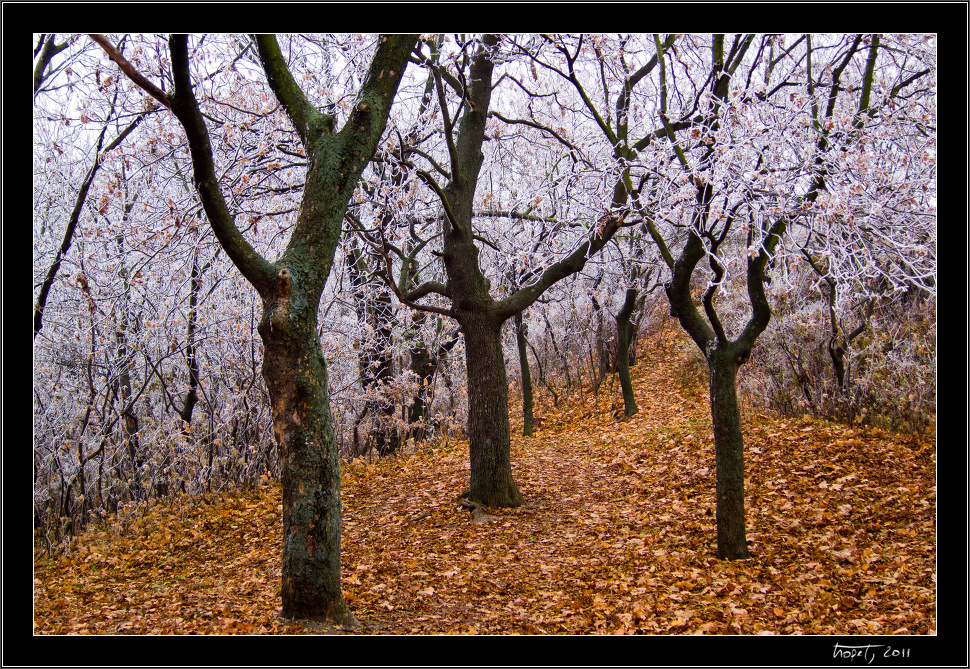 Z podzimu do zimy... / From Fall to Winter..., photo 6 of 12, 2011, IMG_0865.jpg (618,421 kB)
