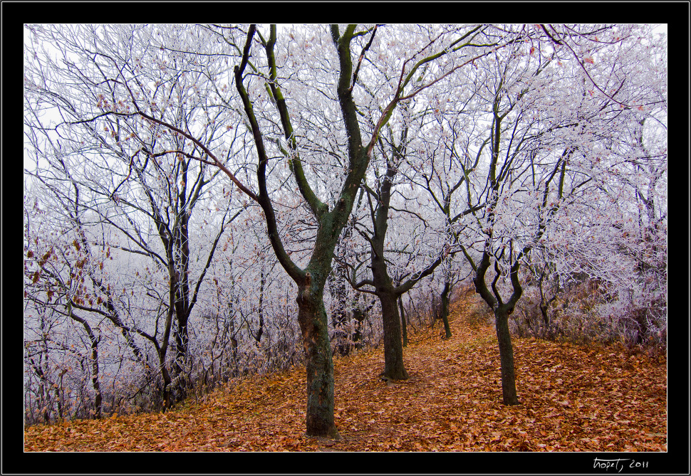 Z podzimu do zimy... / From Fall to Winter..., photo 7 of 12, 2011, IMG_0866.jpg (626,242 kB)