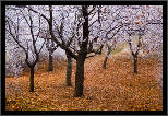 Z podzimu do zimy... / From Fall to Winter..., thumbnail 5 of 12, 2011, IMG_0864.jpg (570,203 kB)