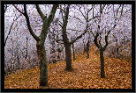 Z podzimu do zimy... / From Fall to Winter..., thumbnail 6 of 12, 2011, IMG_0865.jpg (618,421 kB)