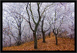 Z podzimu do zimy... / From Fall to Winter..., thumbnail 7 of 12, 2011, IMG_0866.jpg (626,242 kB)