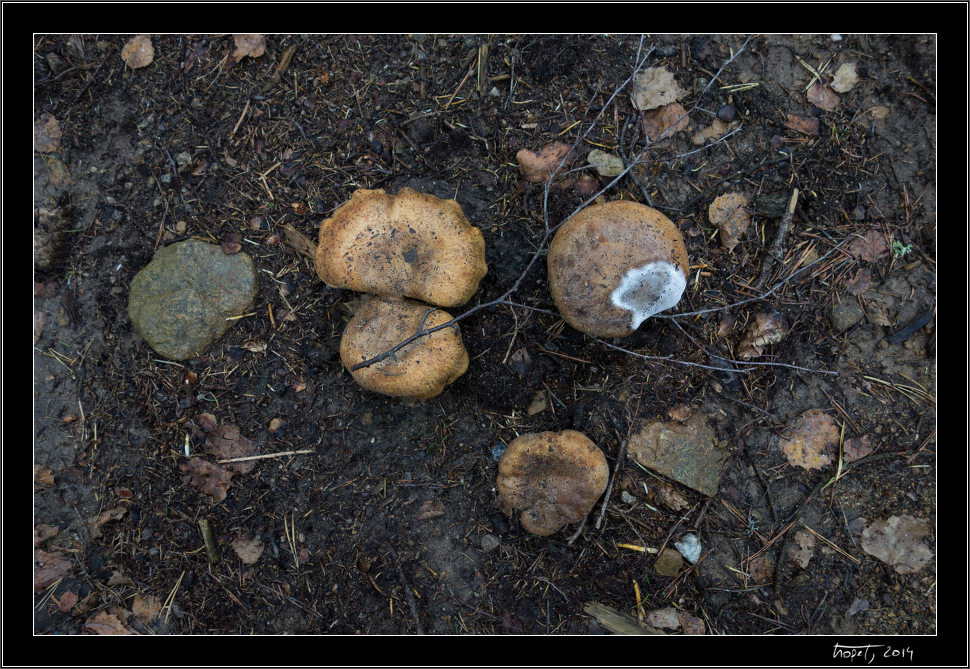 Rekurzivní houba. - KPŽ Nové Město na Moravě, photo 5 of 8, 2014, 005-DSC02059.jpg (383,061 kB)