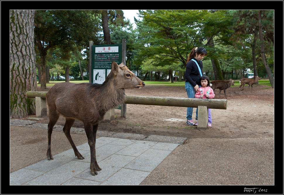 Nara, Japonsko / Nara, Japan, photo 7 of 224, 2012, DSC01864.jpg (386,396 kB)