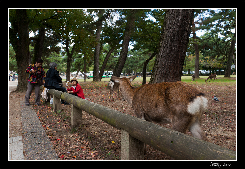 Nara, Japonsko / Nara, Japan, photo 8 of 224, 2012, DSC01865.jpg (373,116 kB)