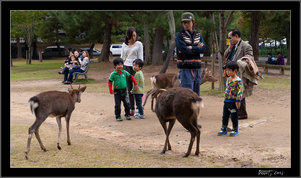 Nara, Japonsko / Nara, Japan, photo 9 of 224, 2012, DSC01869.jpg (292,323 kB)