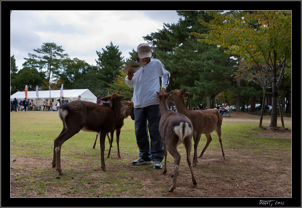 Nara, Japonsko / Nara, Japan, photo 12 of 224, 2012, DSC01879.jpg (348,876 kB)