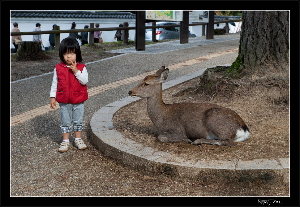 Nara, Japonsko / Nara, Japan, photo 13 of 224, 2012, DSC01880.jpg (341,881 kB)
