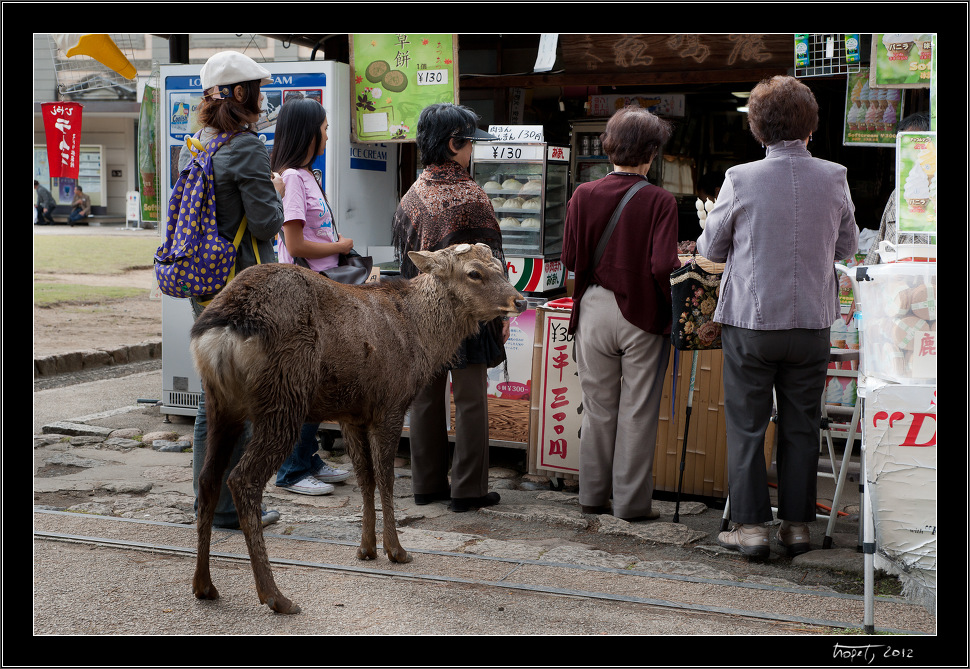 Nara, Japonsko / Nara, Japan, photo 14 of 224, 2012, DSC01881.jpg (314,618 kB)