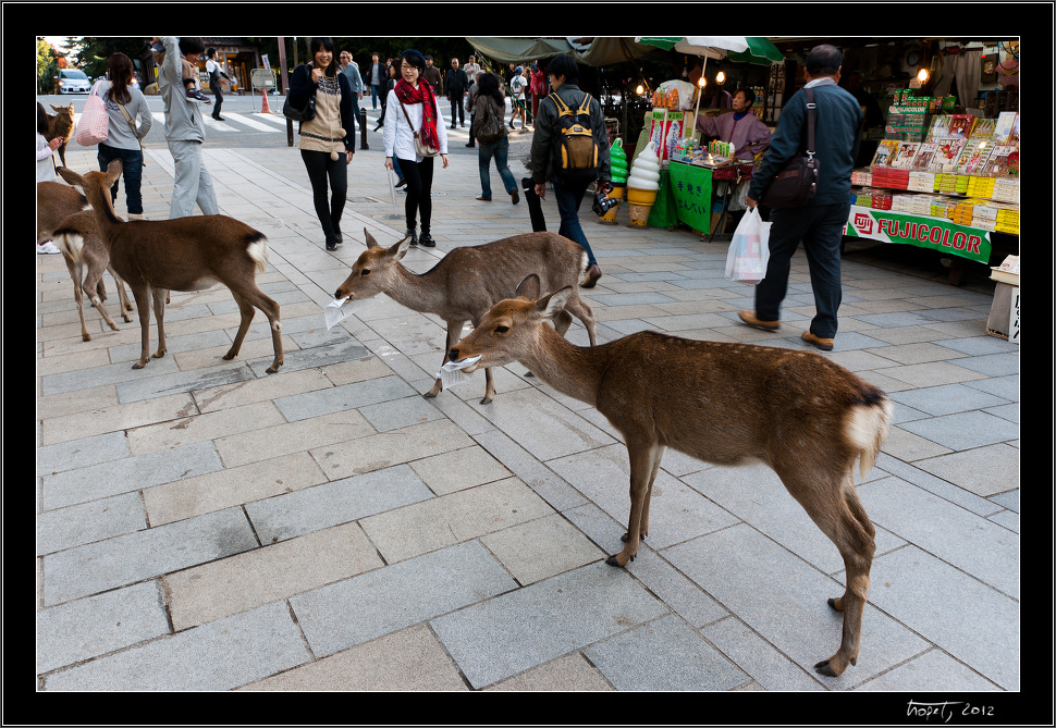 Nara, Japonsko / Nara, Japan, photo 27 of 224, 2012, DSC01969.jpg (323,798 kB)