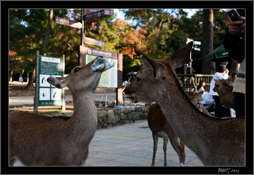 Nara, Japonsko / Nara, Japan, photo 28 of 224, 2012, DSC01975.jpg (264,609 kB)