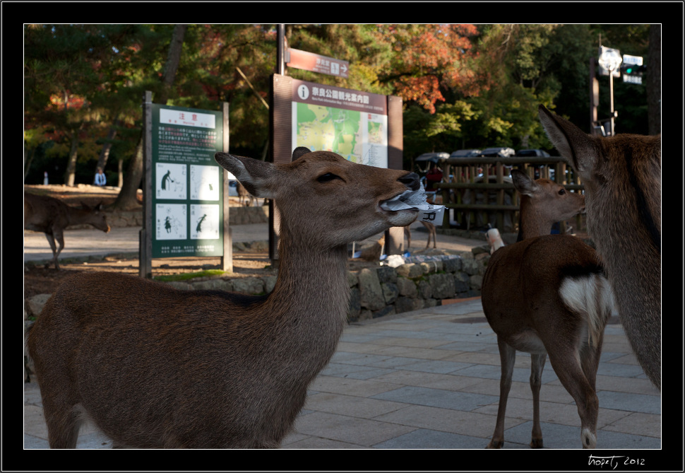 Nara, Japonsko / Nara, Japan, photo 29 of 224, 2012, DSC01977.jpg (234,992 kB)