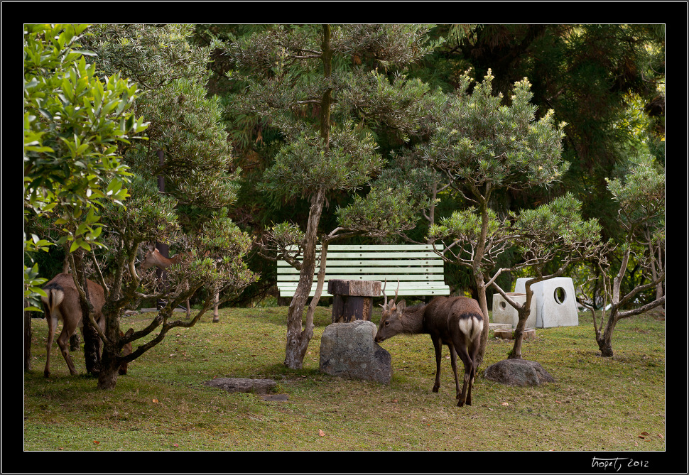 Nara, Japonsko / Nara, Japan, photo 145 of 224, 2012, DSC02597.jpg (439,613 kB)