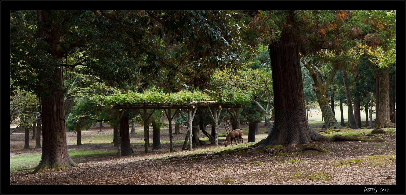 Nara, Japonsko / Nara, Japan, photo 154 of 224, 2012, DSC02629.jpg (529,681 kB)