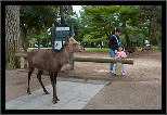 Nara, Japonsko / Nara, Japan, thumbnail 7 of 224, 2012, DSC01864.jpg (386,396 kB)