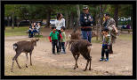 Nara, Japonsko / Nara, Japan, thumbnail 9 of 224, 2012, DSC01869.jpg (292,323 kB)