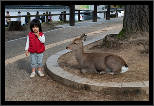 Nara, Japonsko / Nara, Japan, thumbnail 13 of 224, 2012, DSC01880.jpg (341,881 kB)