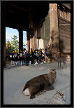 Nara, Japonsko / Nara, Japan, thumbnail 18 of 224, 2012, DSC01901.jpg (201,711 kB)