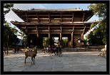 Nara, Japonsko / Nara, Japan, thumbnail 19 of 224, 2012, DSC01903.jpg (327,612 kB)