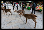 Nara, Japonsko / Nara, Japan, thumbnail 27 of 224, 2012, DSC01969.jpg (323,798 kB)