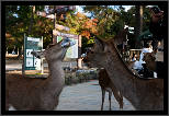 Nara, Japonsko / Nara, Japan, thumbnail 28 of 224, 2012, DSC01975.jpg (264,609 kB)