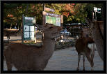 Nara, Japonsko / Nara, Japan, thumbnail 29 of 224, 2012, DSC01977.jpg (234,992 kB)
