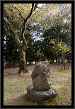 Nara, Japonsko / Nara, Japan, thumbnail 155 of 224, 2012, DSC02634.jpg (383,991 kB)