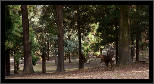 Nara, Japonsko / Nara, Japan, thumbnail 156 of 224, 2012, DSC02635.jpg (295,238 kB)
