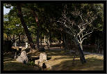Nara, Japonsko / Nara, Japan, thumbnail 159 of 224, 2012, DSC02643.jpg (364,656 kB)