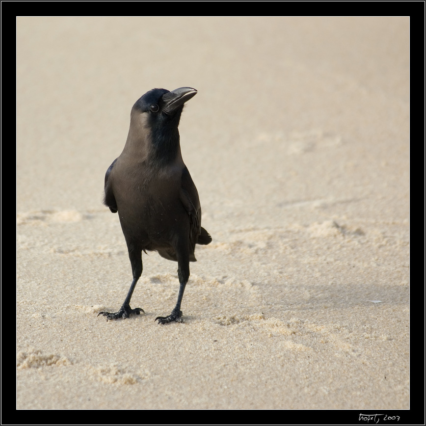 Crows at the beach