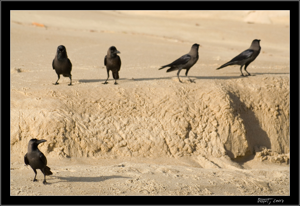 Crows at the beach