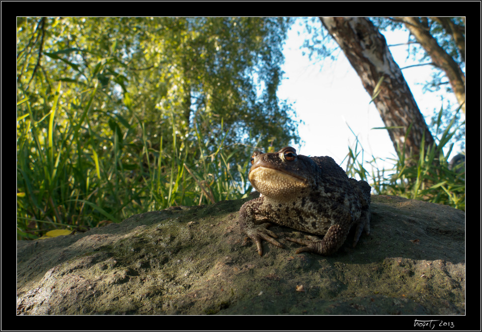 Jo, žába - hoří, žába hoří :-) - Šimanov - jak jde čas.../as the time goes by... 2013, photo 17 of 22, 2013, 017-IMG_2811-2.jpg (328,255 kB)